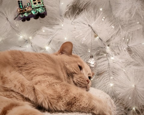 studzinskaya_ в LOOKY. . Котик устал