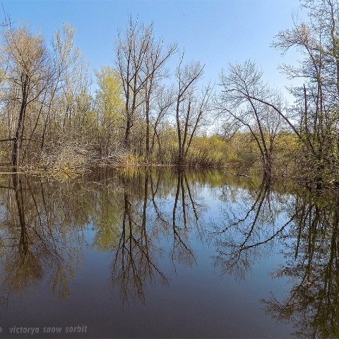 volga в LOOKY. #nature,#view,#снежныйсорбит,#beauty,#spring,#forest,#river,#залив,#весна2022,#живаяприрода,#рекаволга,#родныекрая,#вода,#зелень,#май,#майскиепраздники,#выходные,#мояработа,#природароссии,#рекироссии,#нашастрана,#natureofrussia,#моеувлечение,#freegram,#nature,#myday,#пейзаж,#пейзажи,#красиво,#волгавесной,#волжскиеберега,#природапрекрасна,#природатут,#природа,#природамира,#природакрасота,#природарядом,#декоринтерьера,#volga,#volgariver,#beautiful,#water,#sunday,#sky,#нижняяволга,#средняяволга,#родина,#родныепросторы,#речнаяприрода,#природаволги,#поволжье. 📷 Ph: [#victorya_sn...