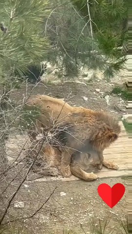 Диана in LOOKY. . У тигрицы нет настро...