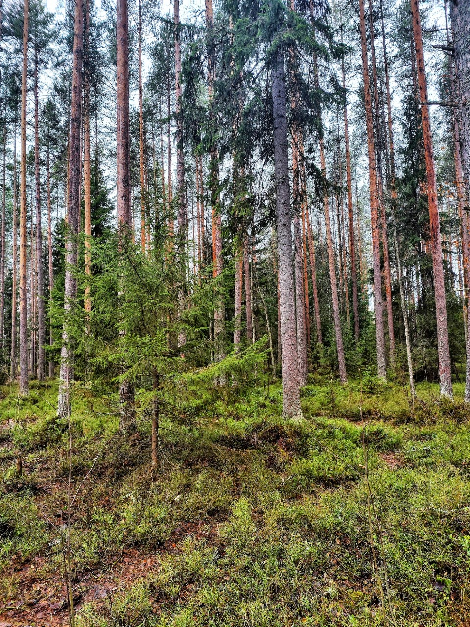 Виктор в LOOKY — фото 3