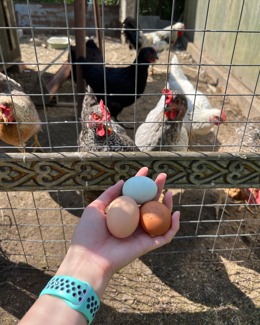 Собираю урожай) ) 🥚🐔

На пару дней вернулась из города домой в деревню, пока семья уехала на дачу, сижу на хозяйстве 😁

#деревня #куры #яйца #лето #июль #природа #урожай #огород #животные #птицы #жизнь