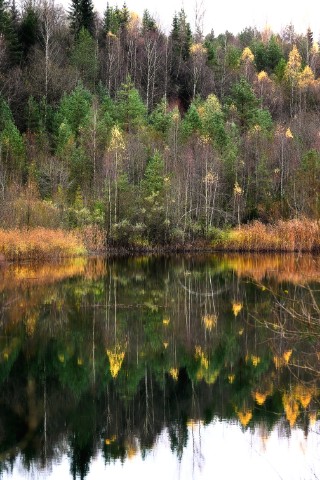 poboruev_landscape в LOOKY. #природа,#лес,#озеро,#отражение,#осень,#золотаяосень,#октябрь,#Россия,#фотоприроды,#природноефото,#авторскиефото. Согласно одной из те...