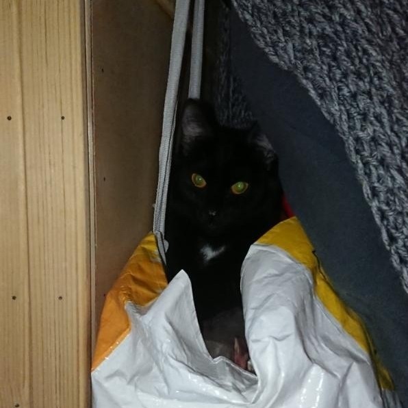 PetsStalkerS in LOOKY. #милота. "Вездекотик" - призн...
