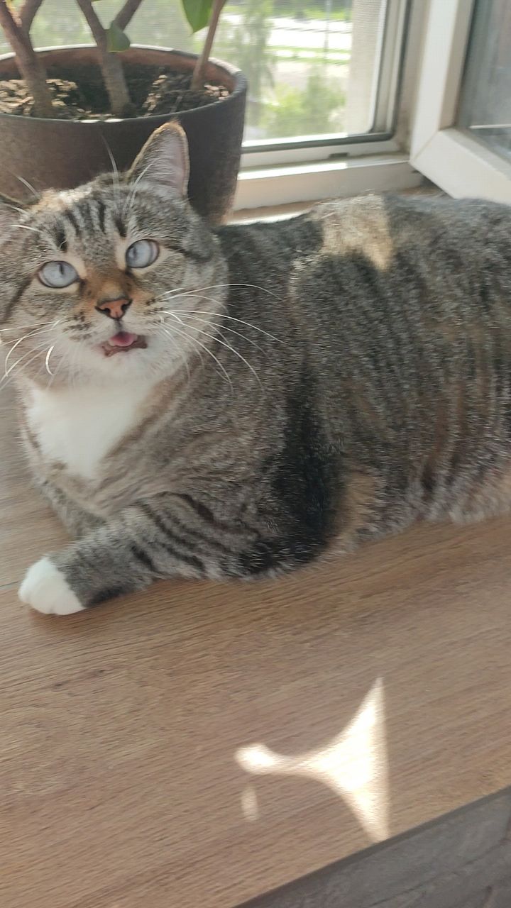 Арсений в LOOKY — #котики