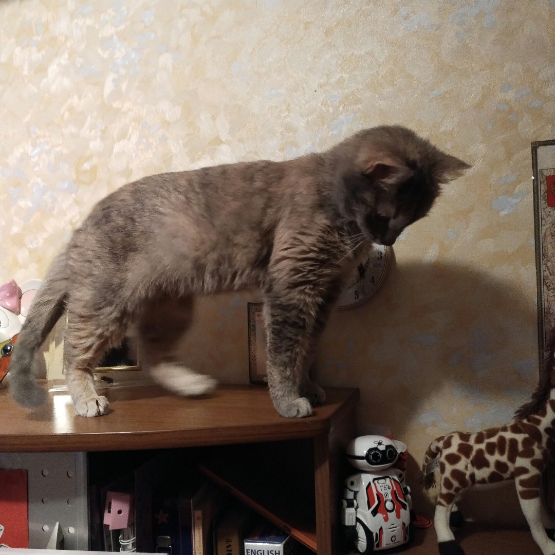 yulabur в LOOKY — Есения

#кошка [#кошкиправятмиром](кошкиправятмиром) 