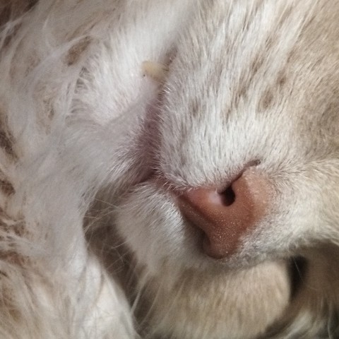 PetsStalkerS в LOOKY. #полезносадоводу,#интересно,#нуженэксперимент. Пока котики спят - х...