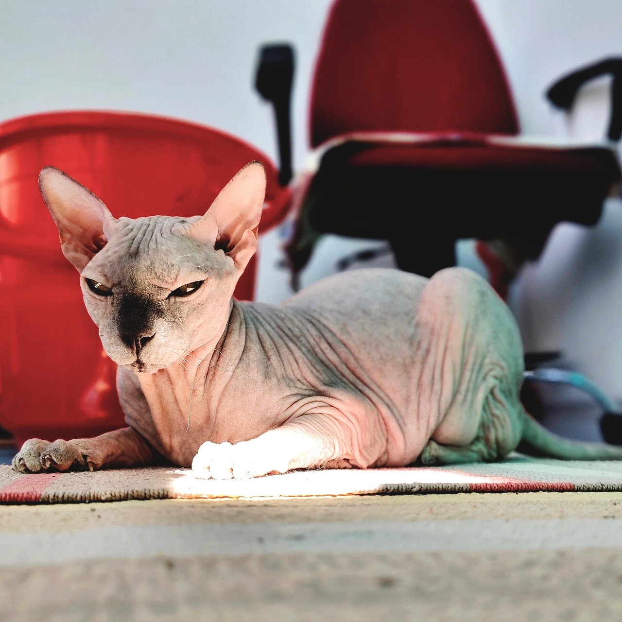 eva_sphynx_cat в LOOKY — фото 3