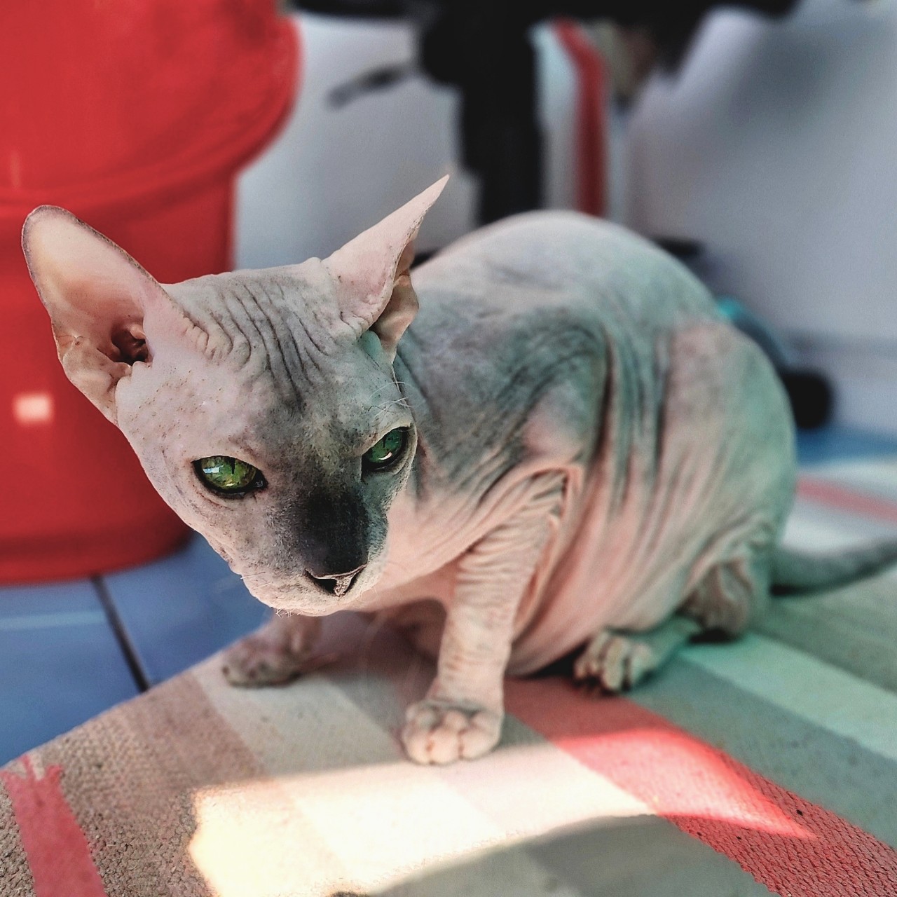 eva_sphynx_cat в LOOKY — фото 4