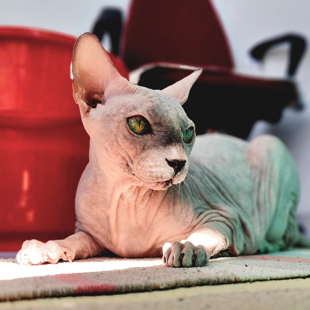 eva_sphynx_cat в LOOKY — фото 2