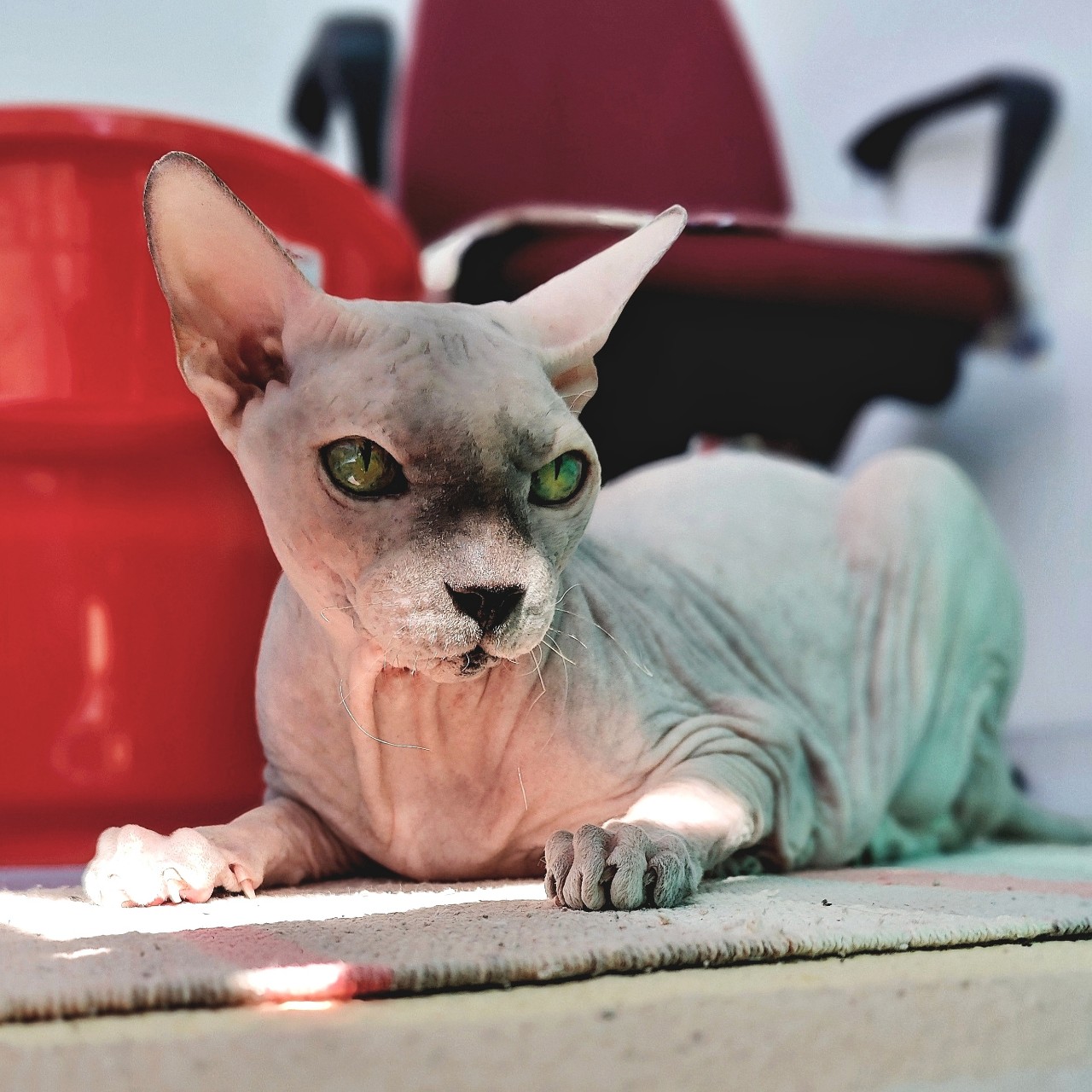 eva_sphynx_cat в LOOKY — фото 1