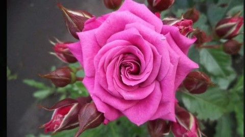 roza.stolitsa в LOOKY. . 🌹Про розы Спрей
Роз...