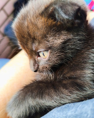 Sveta_77 в LOOKY. #котенок. Новый член семьи, на...