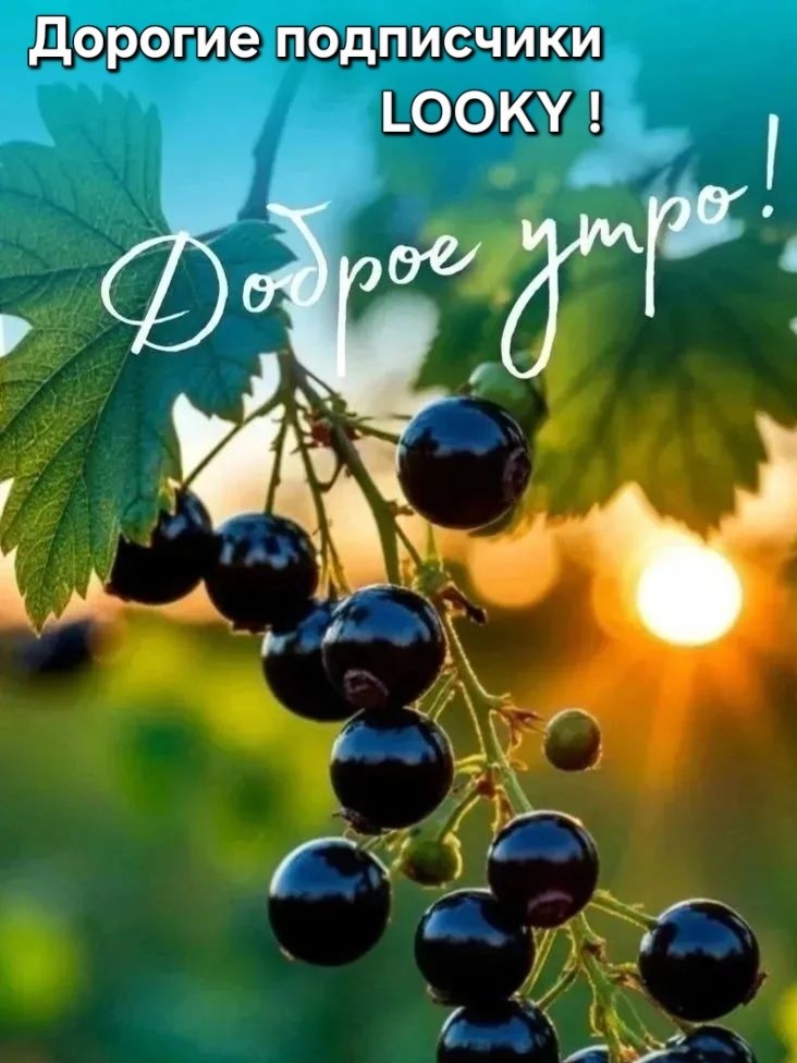 ДедМед в LOOKY — публикация