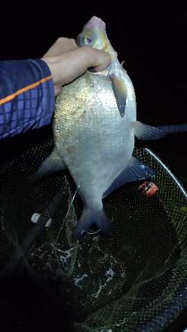 alexey_v_fishing в LOOKY. . Ночной гость👍