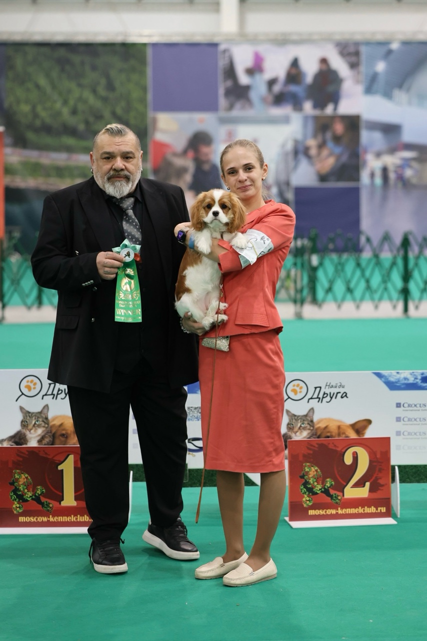 Светлана в LOOKY. #победа,#CAC,#ЛБ,#кавалеркингчарльз. Горжусь своей малышк...