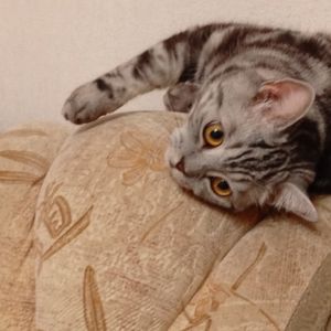 Simba_kotiy