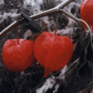 Apollonia