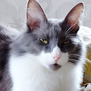 Кот эклер