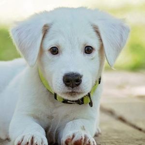 Pets lover