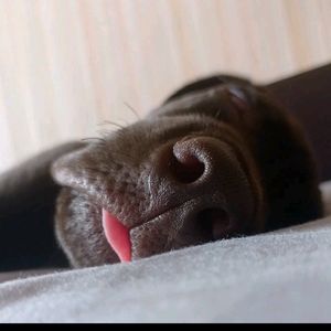 labrador_jamie