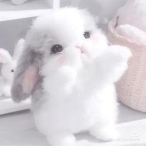 Looky_177360087433885
