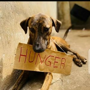 KIWAWU DOGS FOUNDATION