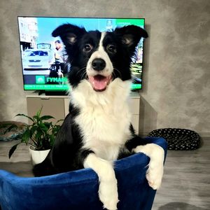 Bordercollies