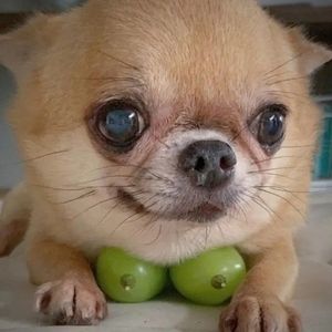 PuPkA