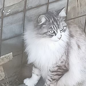 Рассветный Облако