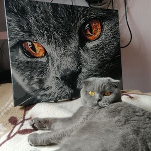 cat_sonya_omsk