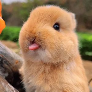 SoCute