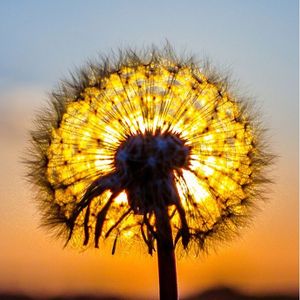 Sunsun
