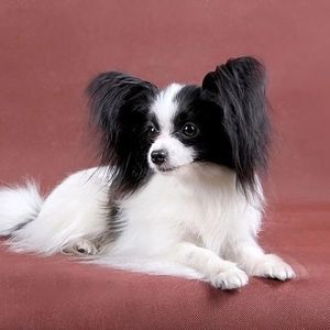 Kennel_Zvezda_Moya