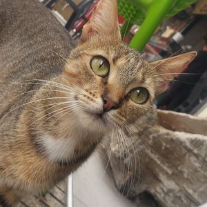Karim