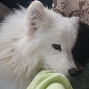 Looky_1701018013755
