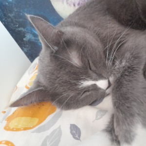 кот
