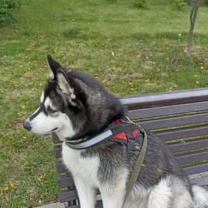 Ari