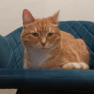 Кот Зяма