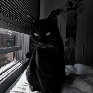 Космический Котёнок