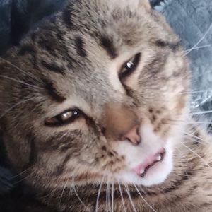 Котэ