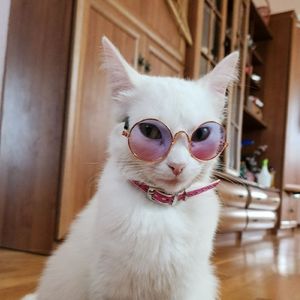 WhiteKitCat