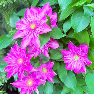 _garden_dream_