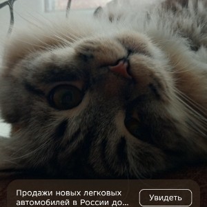 Я королева