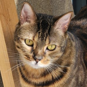 Bengal_leonard19