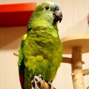 Самсон попугай амазон