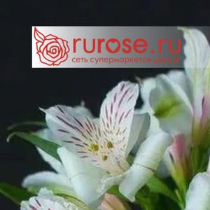 Rurose2025.