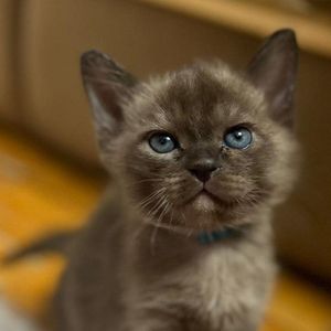 Looky_1670666580838
