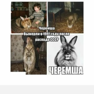 черемша-4 карандаша не спеша.