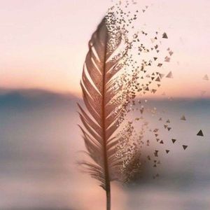 Plume_de_carotte