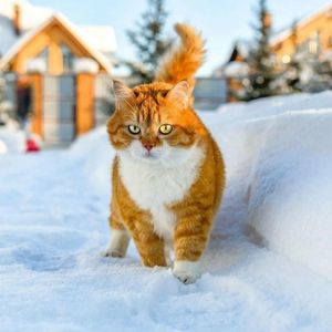 Cats